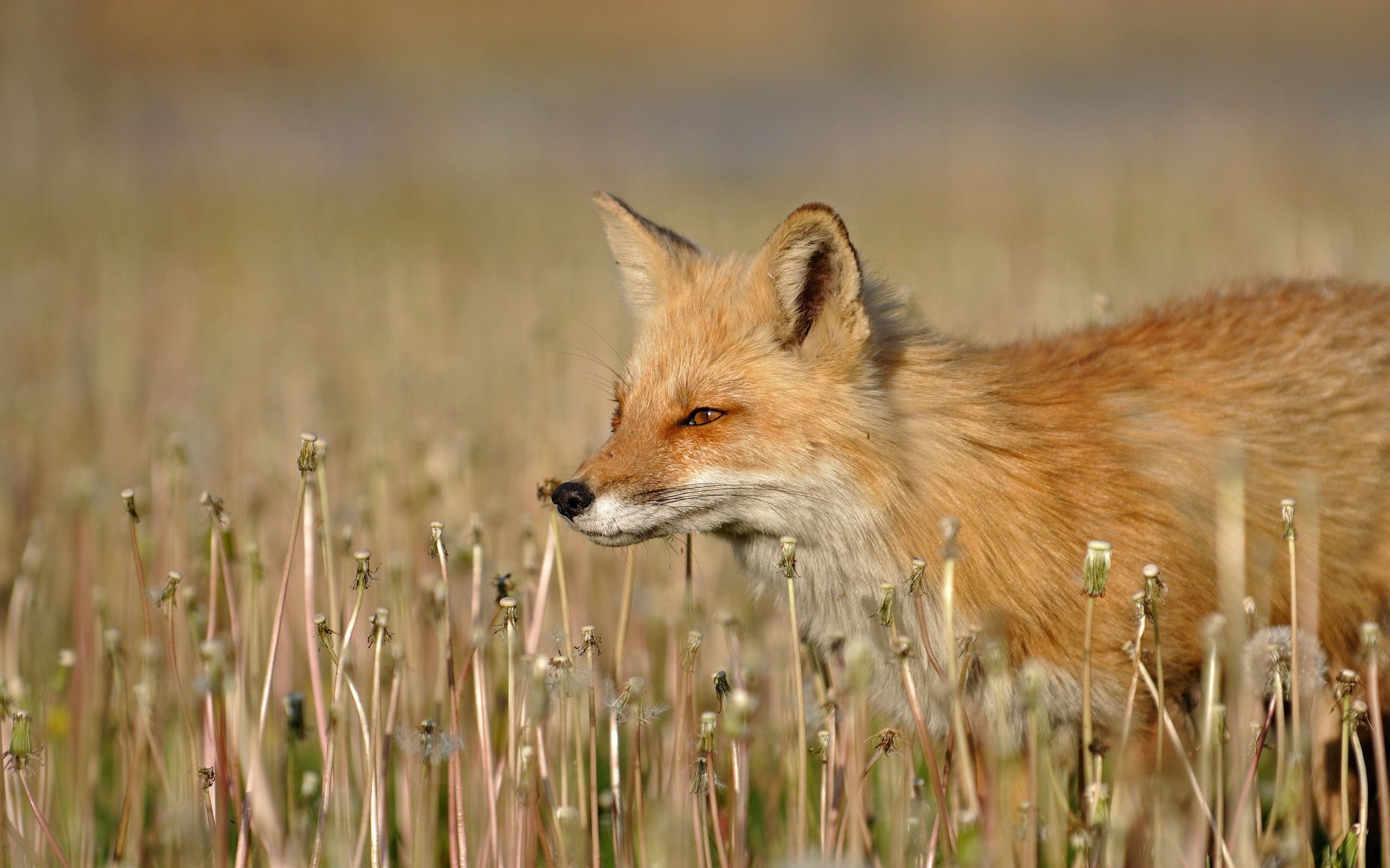 Cute fox wallpaper 23162