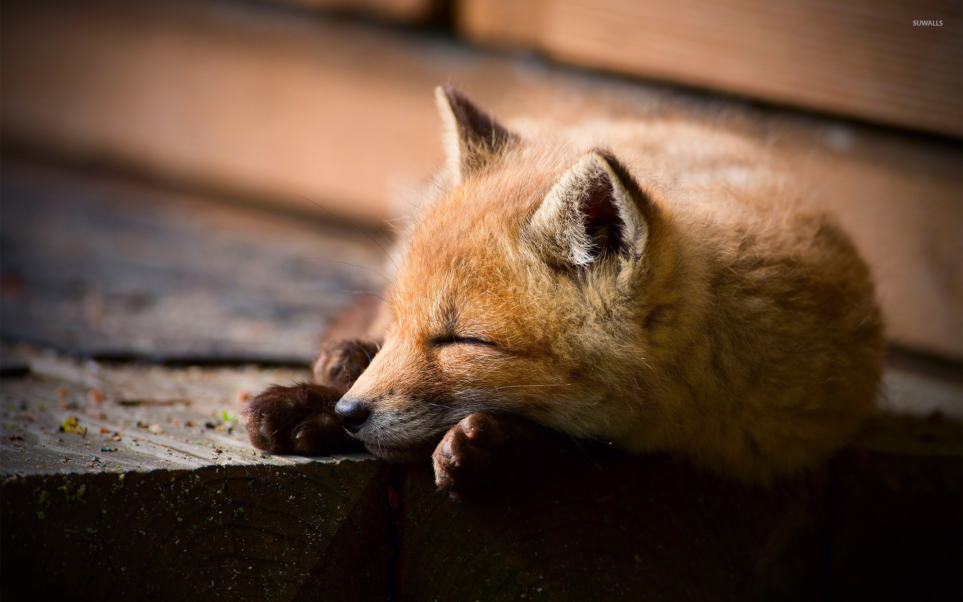 Sleeping Fox Wallpaper HD Teahub Io