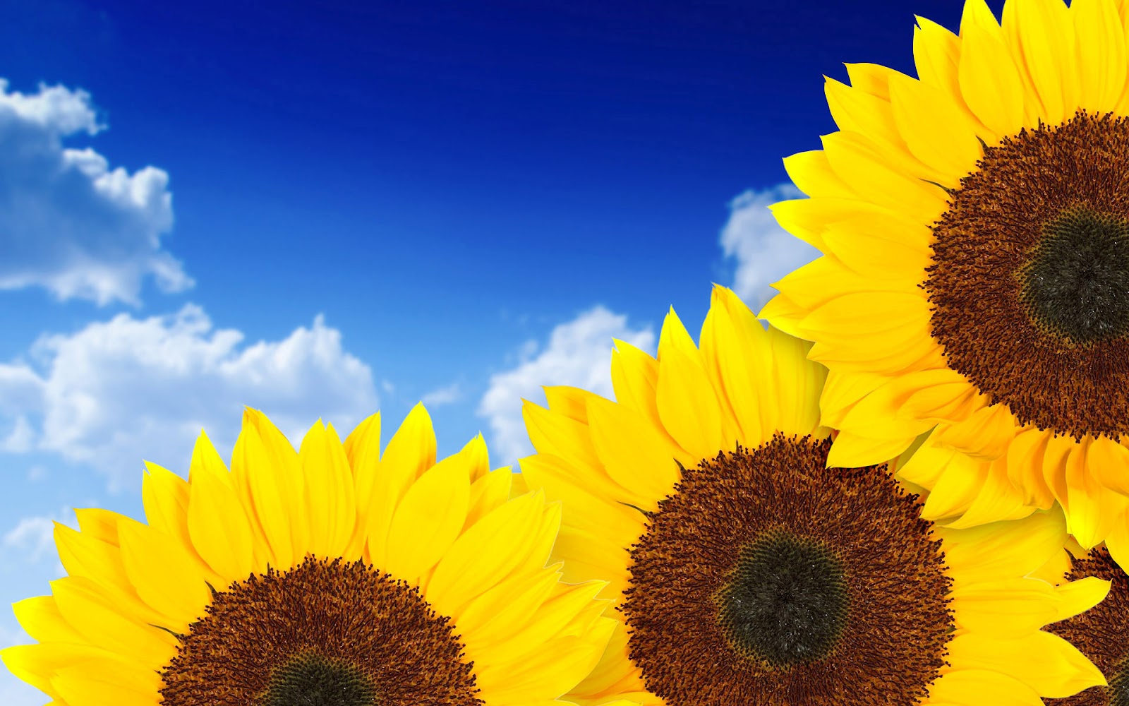Sunflower Wallpaper Desktop HD