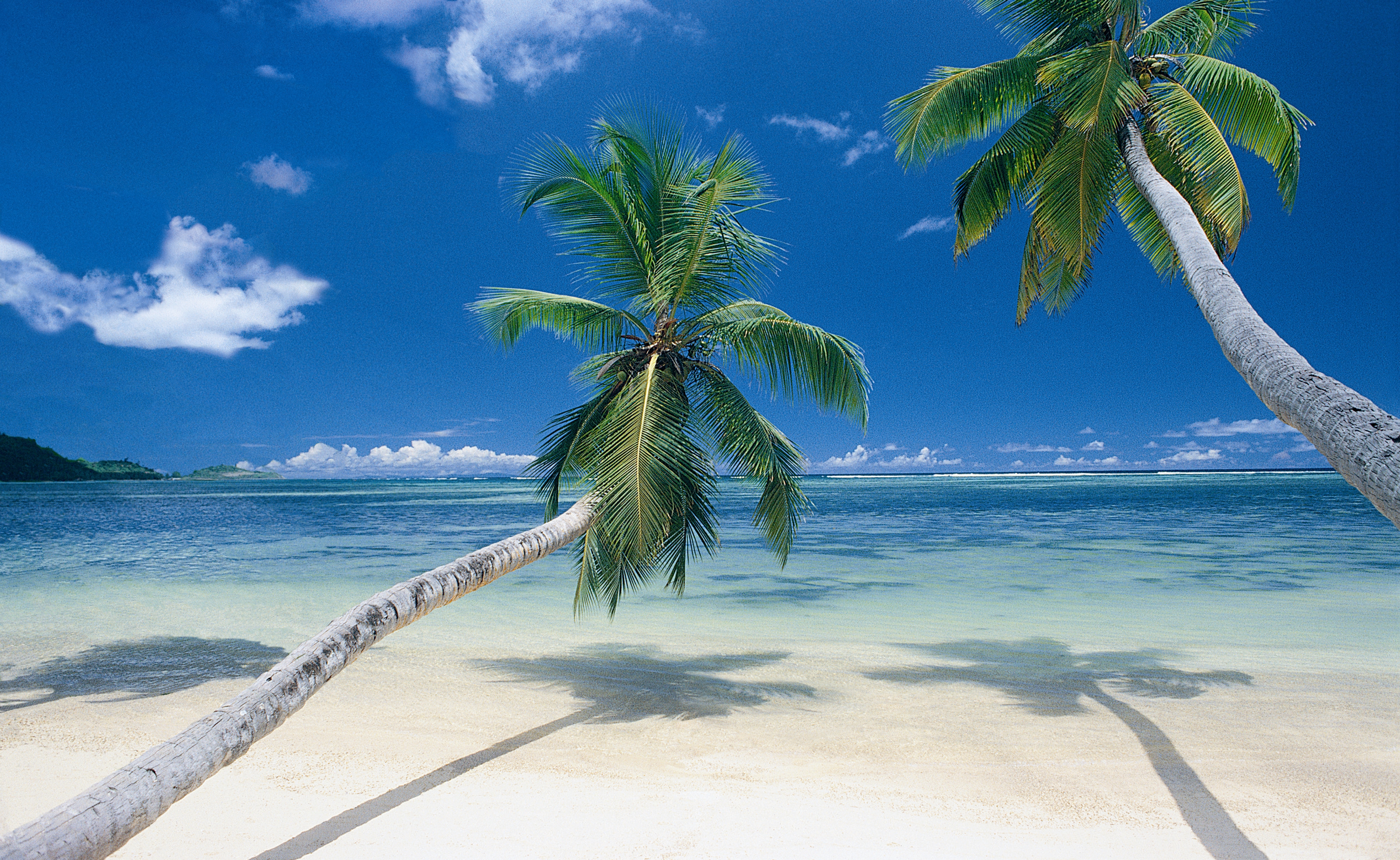 Palm trees on beach wallpapers and images   wallpapers pictures