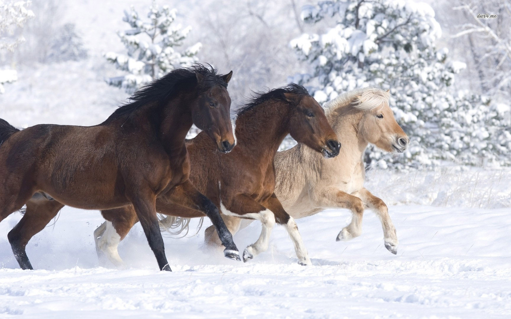 Horses Running In The Snow Animal Wallpaper