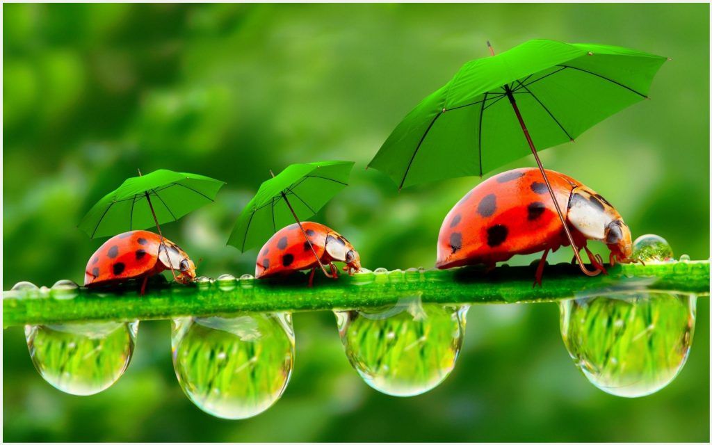 Lady Bugs With Umbrella Funny Wallpaper