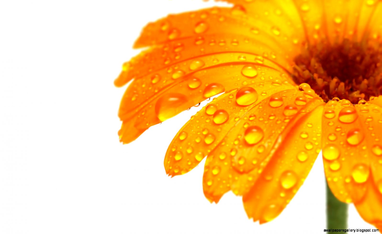 Orange Flower Wallpaper