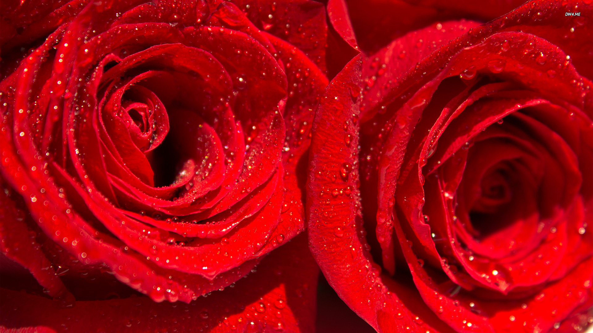 Water drops on red roses wallpaper   918982