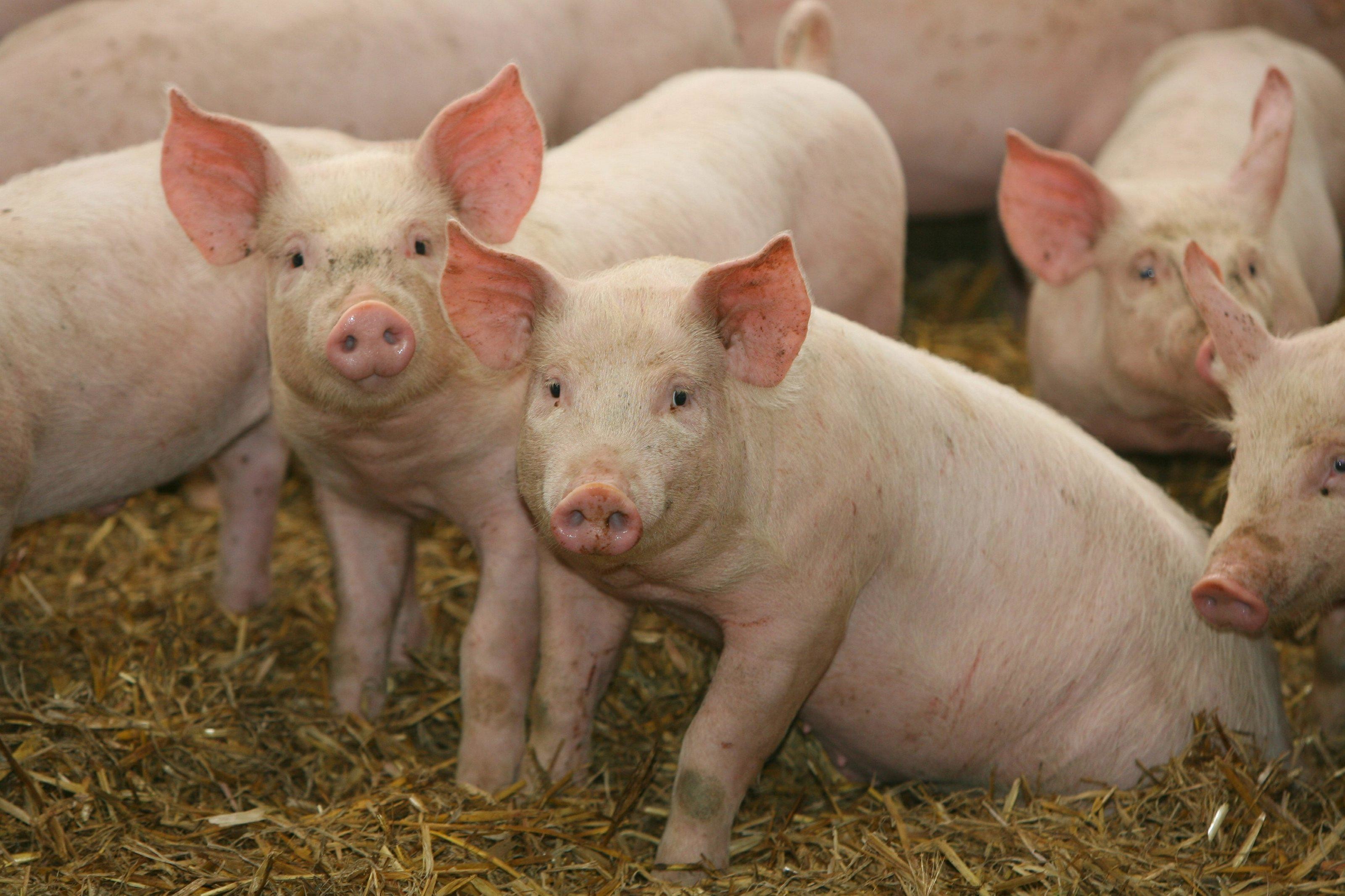 Pig Wallpaper