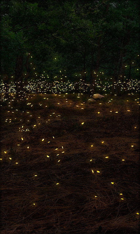 Glowing Firefly Forest Live Wallpaper - free download
