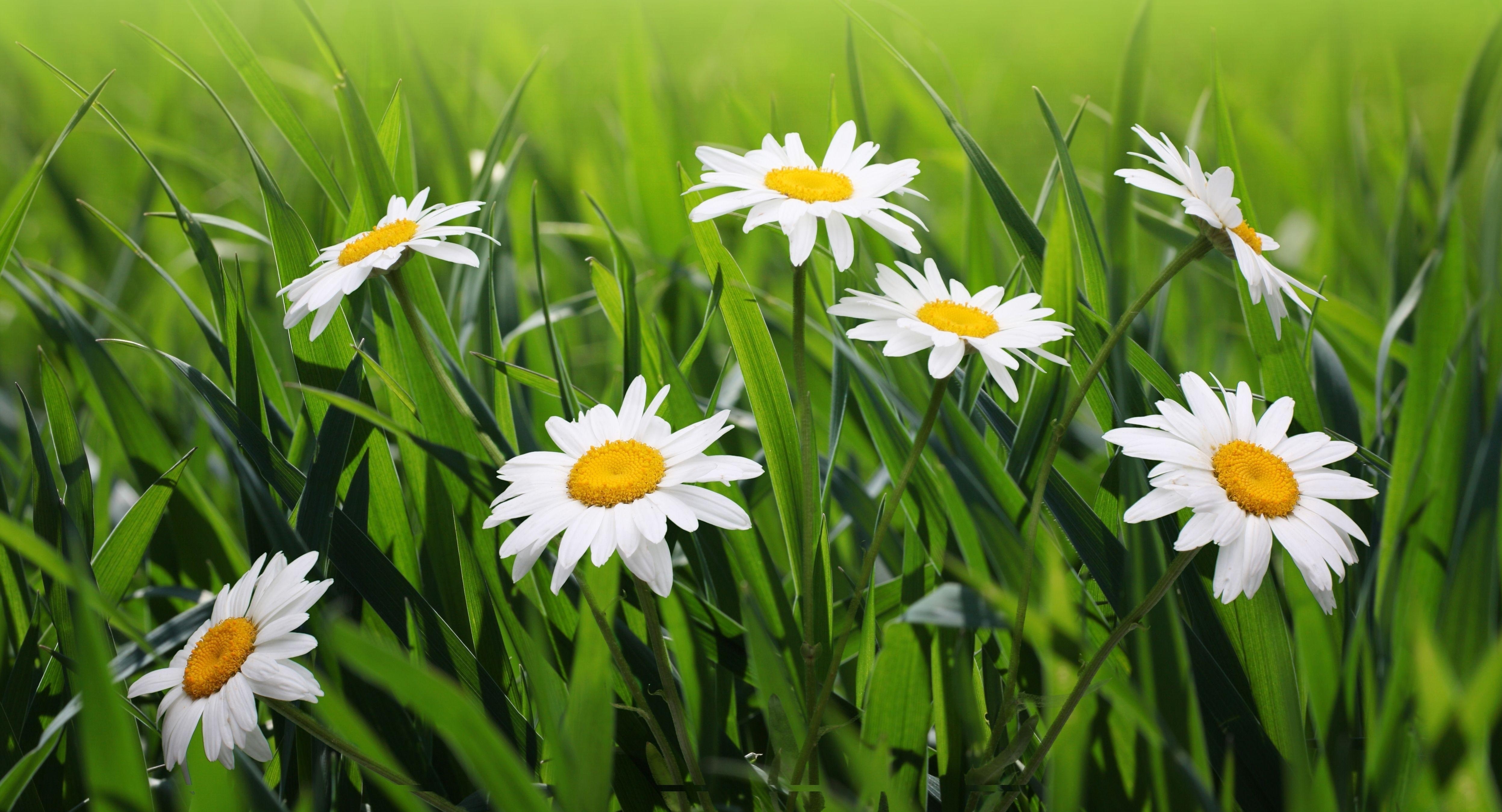 background meadow daisy wallpapers flower desktops daisies images