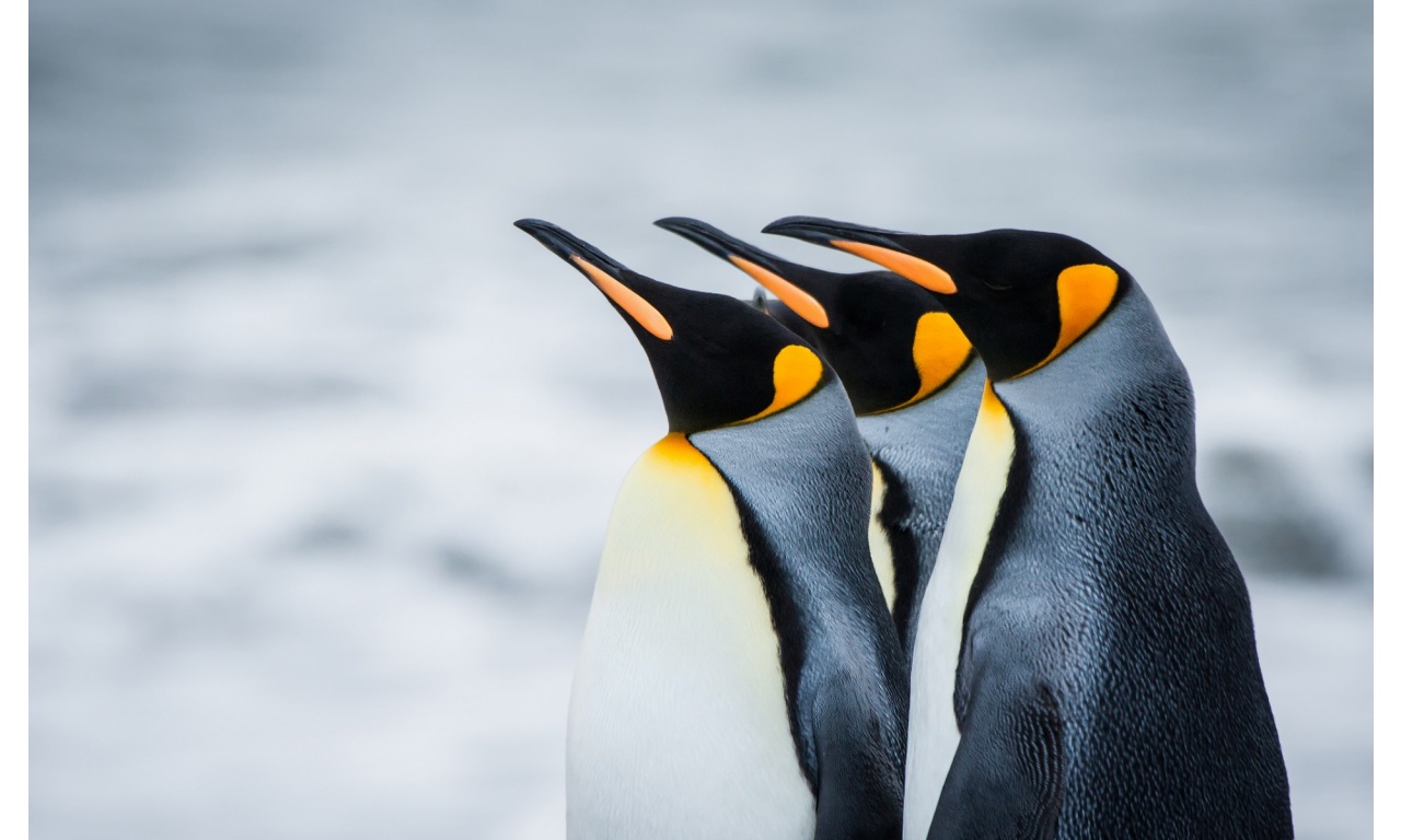 Royal Antarctica Penguins Wallpaper