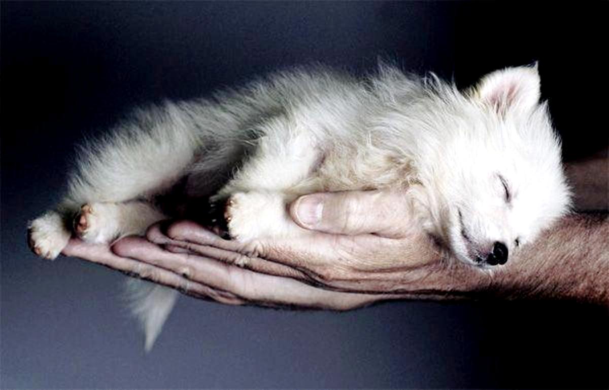 Arctic Wolf Baby Wallpaper