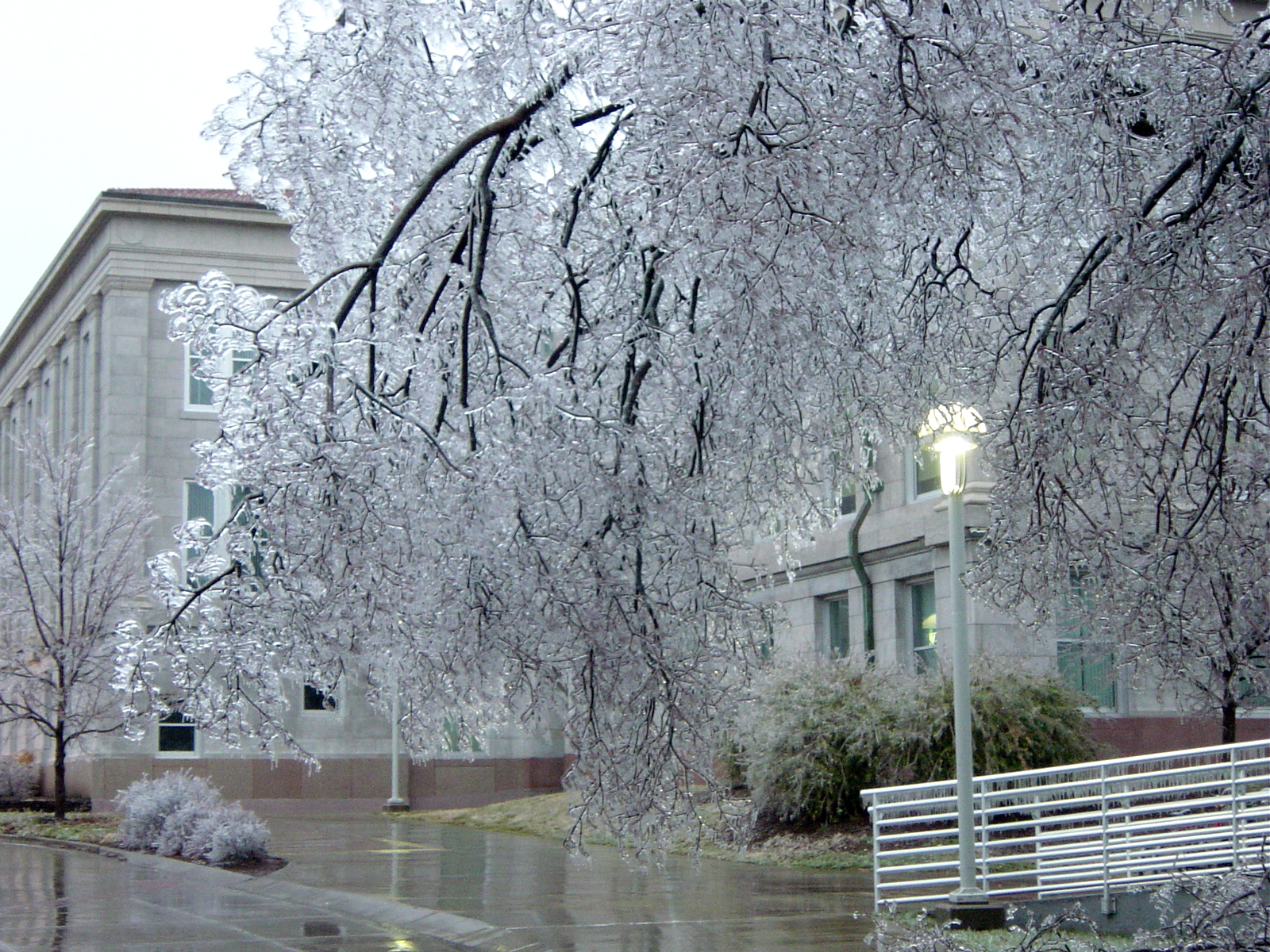 Springfield Jan Ice Storm Msu Campus Trees I Think T