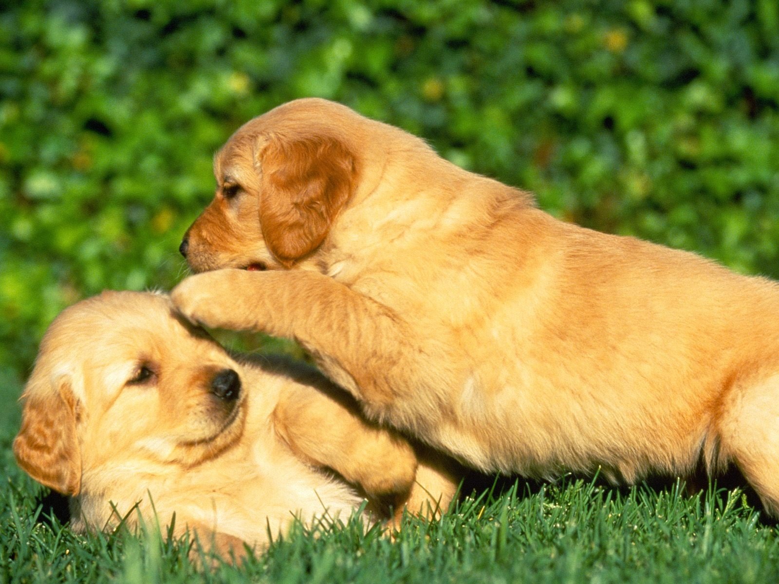 Cute Labrador Puppies Playing Together desktop wallpaper
