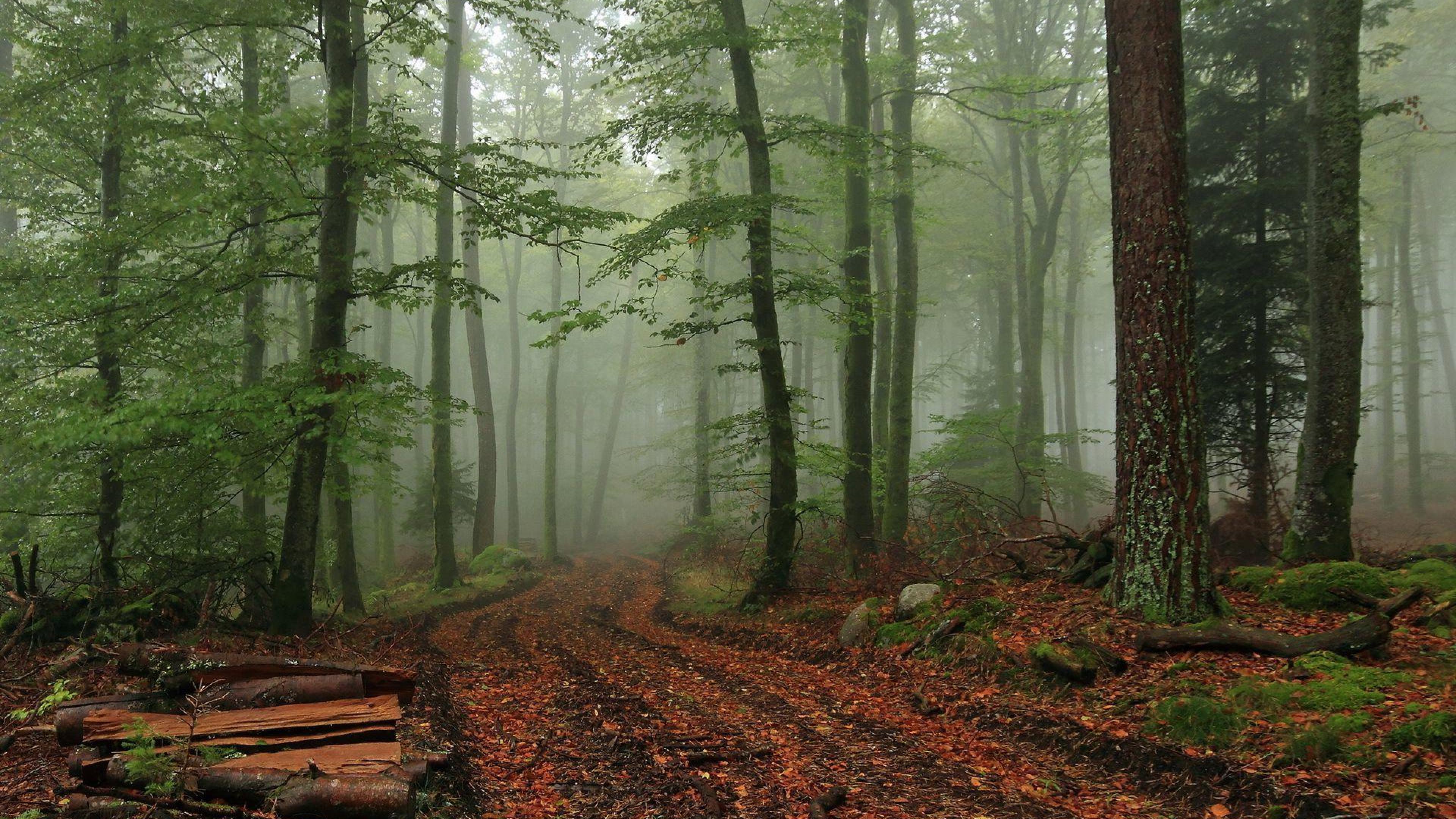 Foggy Forest Wallpaper HD