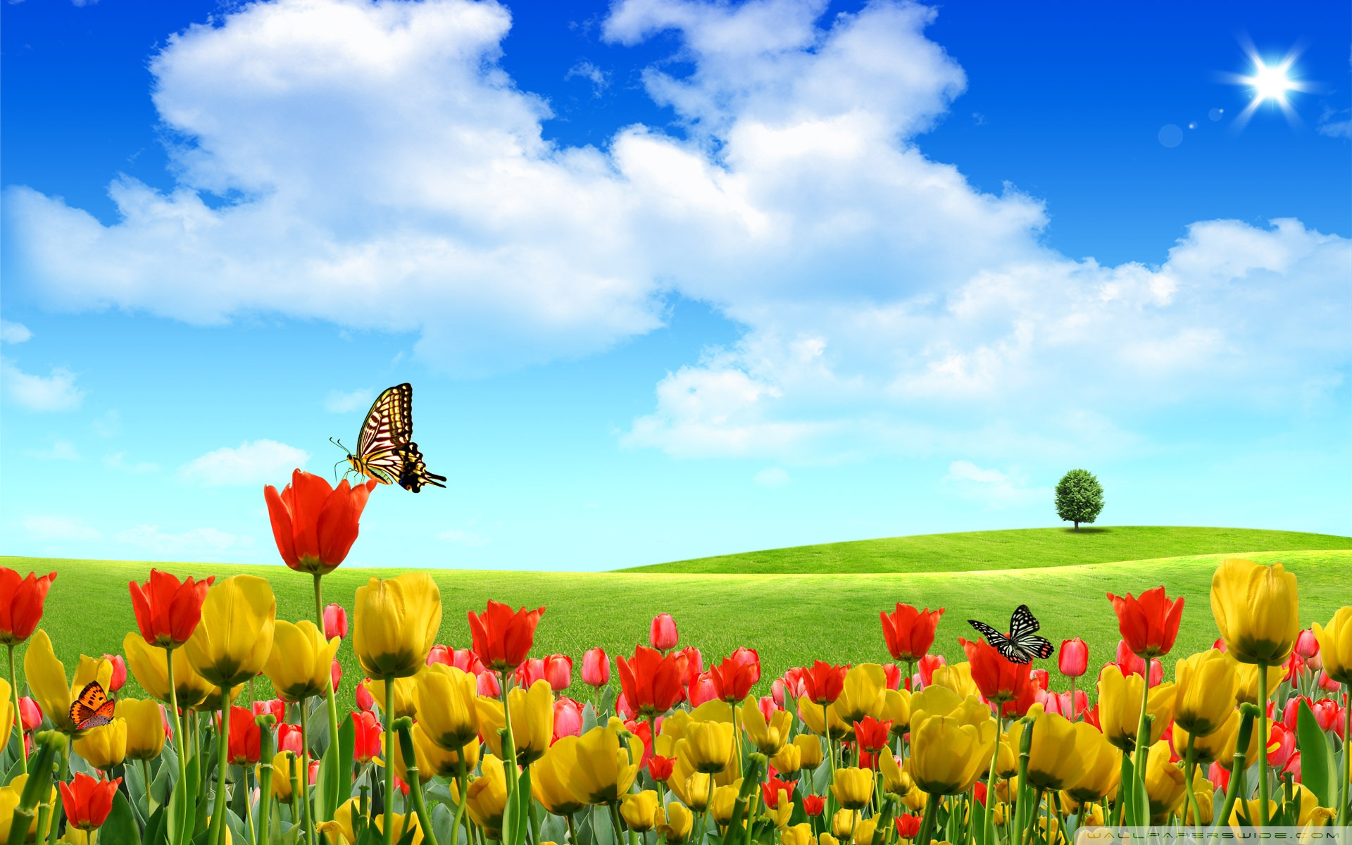 Spring Wallpaper HD Pictures Nature Background
