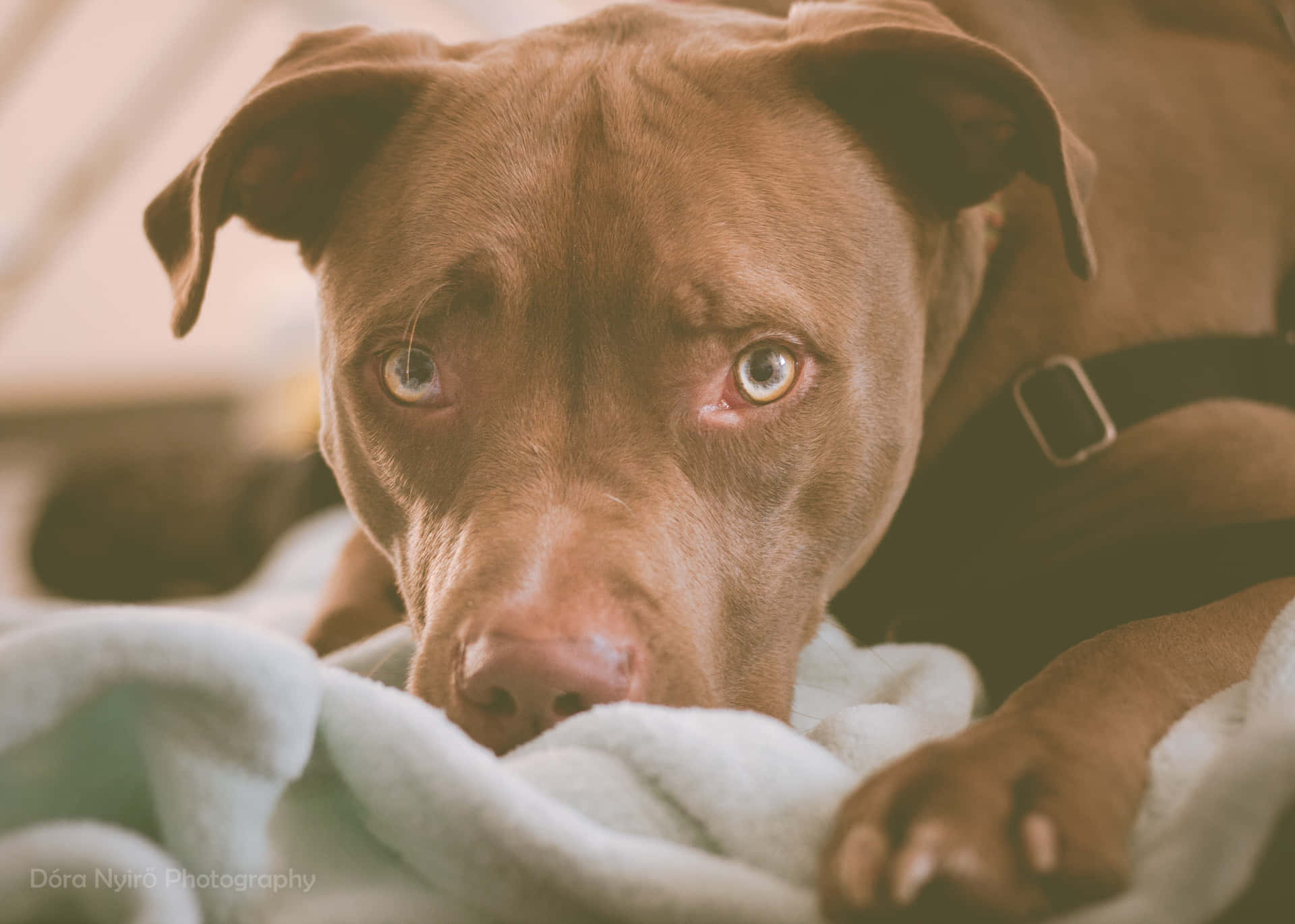 Beautiful Black Pitbull Dog Wallpaper
