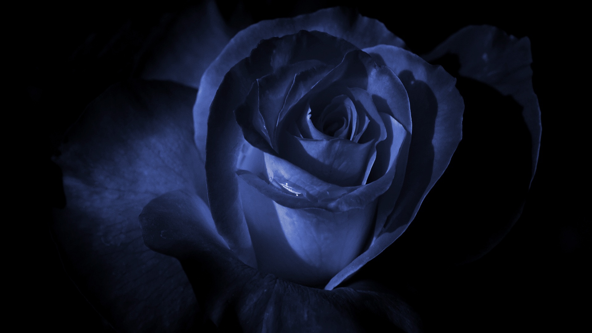 Blue Rose In The Dark Wallpaper And Image Pictures