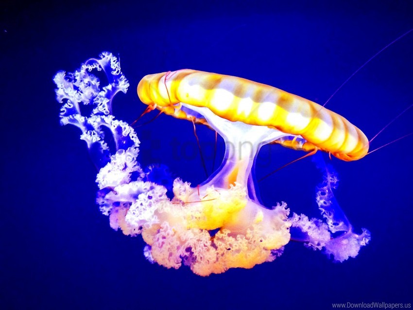 Jellyfish Tentacles Underwater Wallpaper Background Best Stock