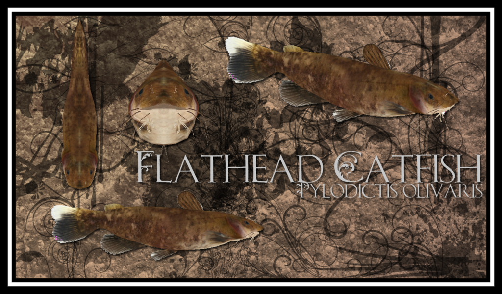 Flathead Catfish Wallpaper By Lamastok