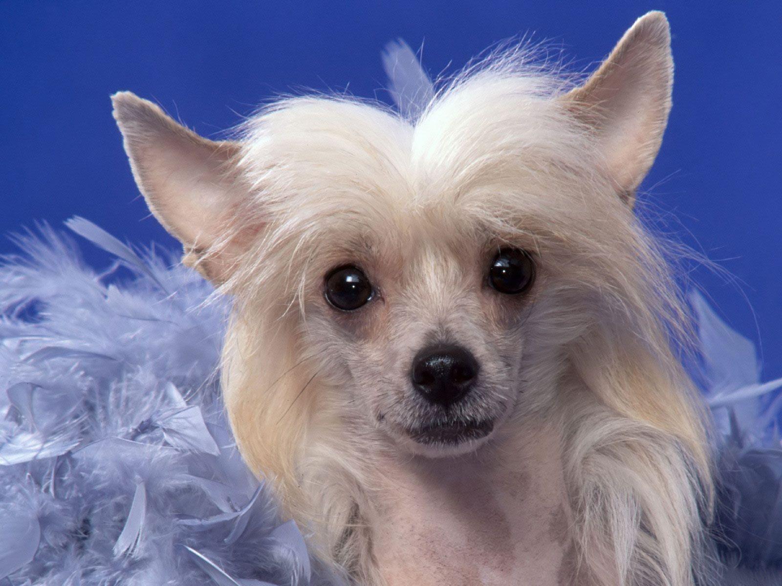 All Small Dogs Wallpaper Chinese Crested Chinese crested