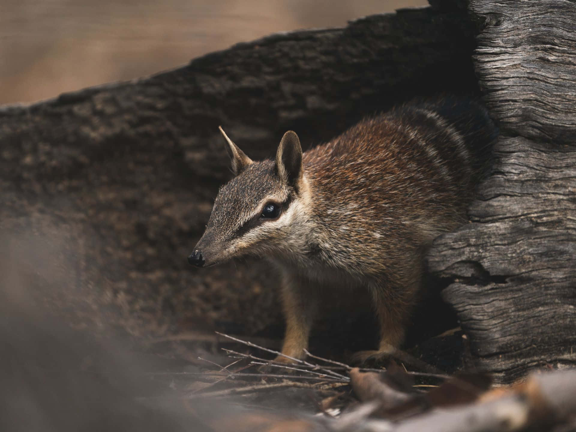 A numbat, a small Australian marsupial, peers cautiously from its den in a hollowed-out log