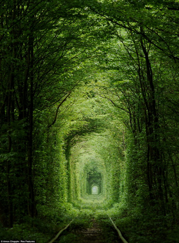 Leafy Green Tunnel Of Love In Ukraine