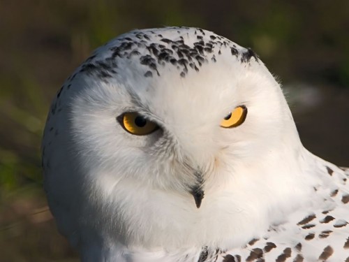 White Owl Screensaver Screensavers