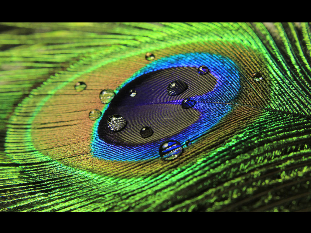 Wallpaper Peacock Feathers Desktop Background