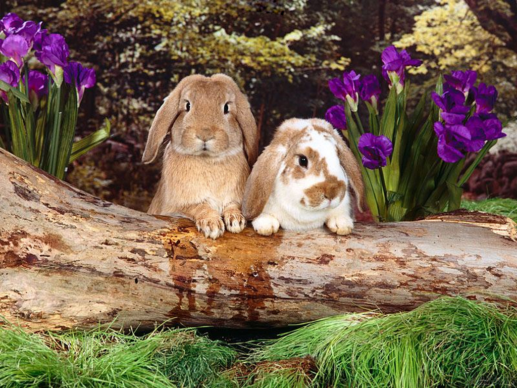 Bunny Rabbits Image Wallpaper HD And