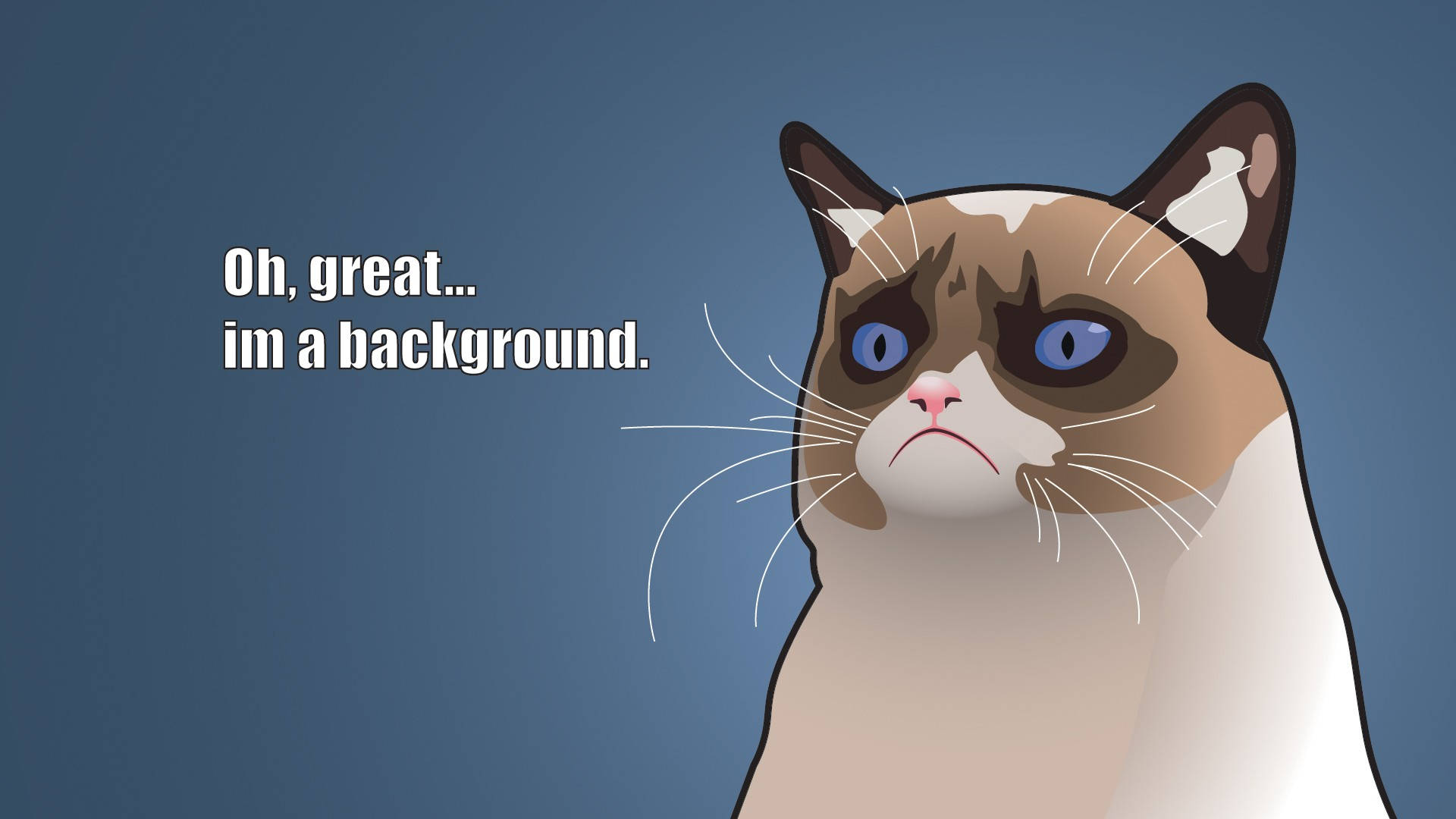 Cat Meme Wallpaper