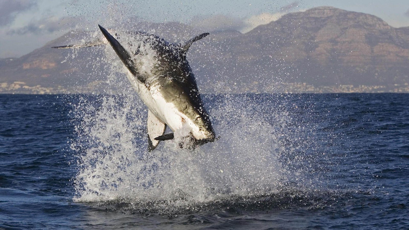 Attacking Great White Shark Wallpaper HD Animals