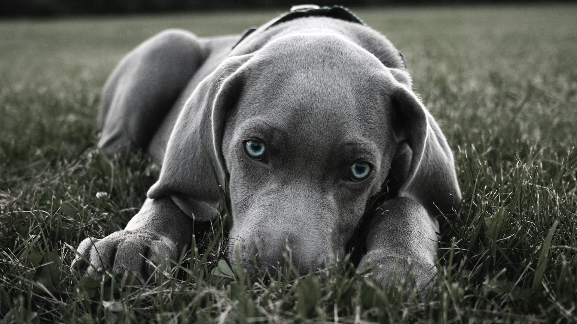 Weimaraner Wallpaper Full HD 1080p Desktop Background