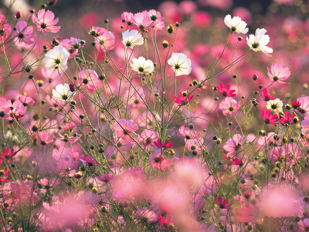Colorful Cosmos Spring Flower Wallpaper