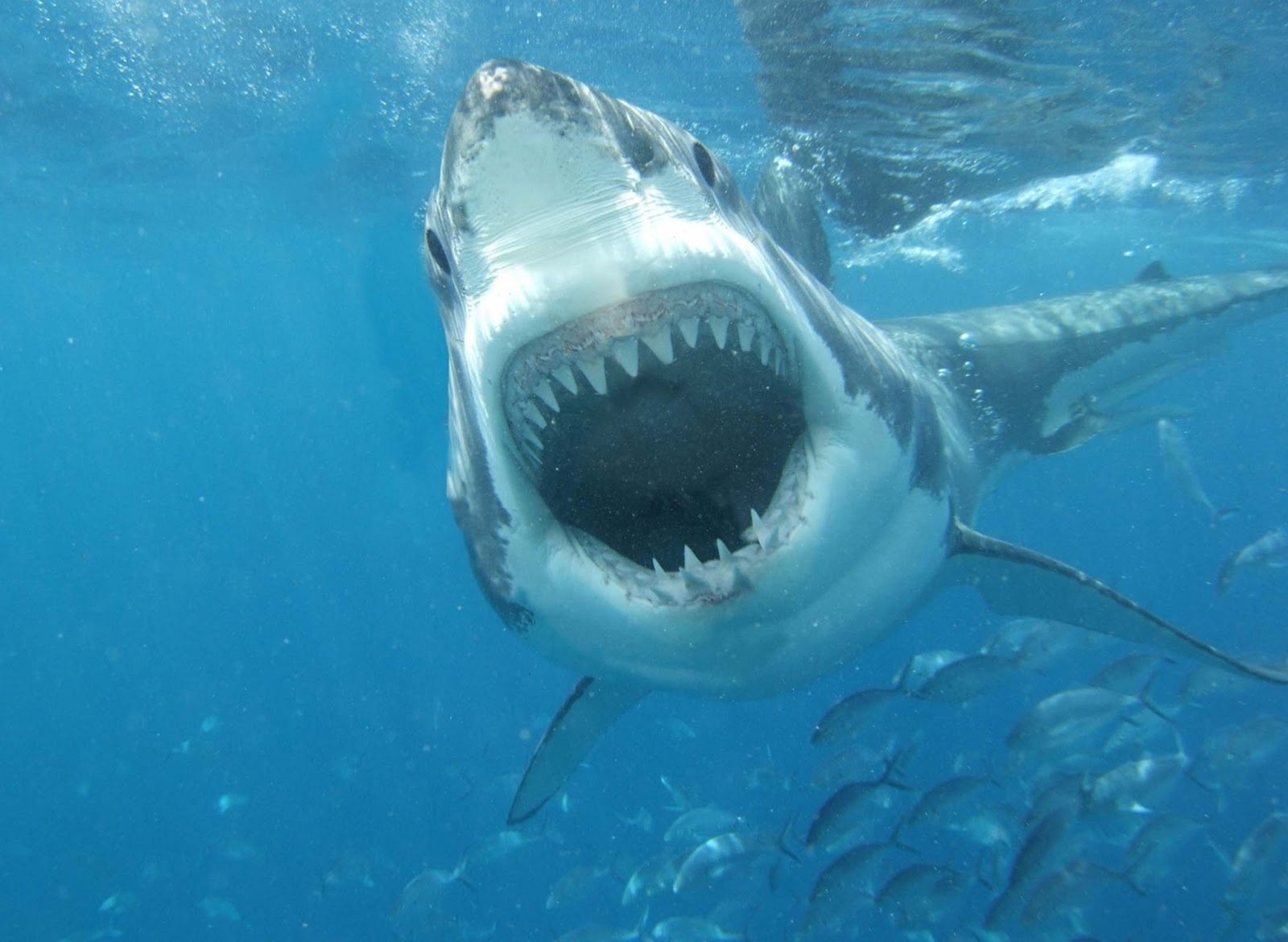 white shark mouth wallpapers white shark mouth wallpapers white shark 1600x1170