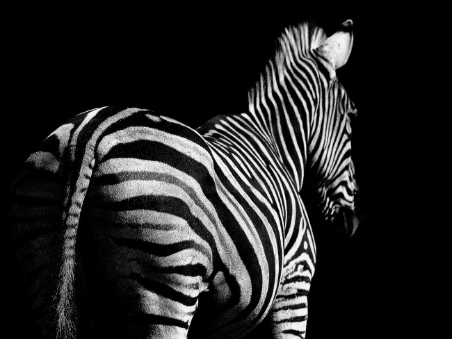 Wallpaper Zebra Hintergrundbilder F R Den Desktop Puter Bild