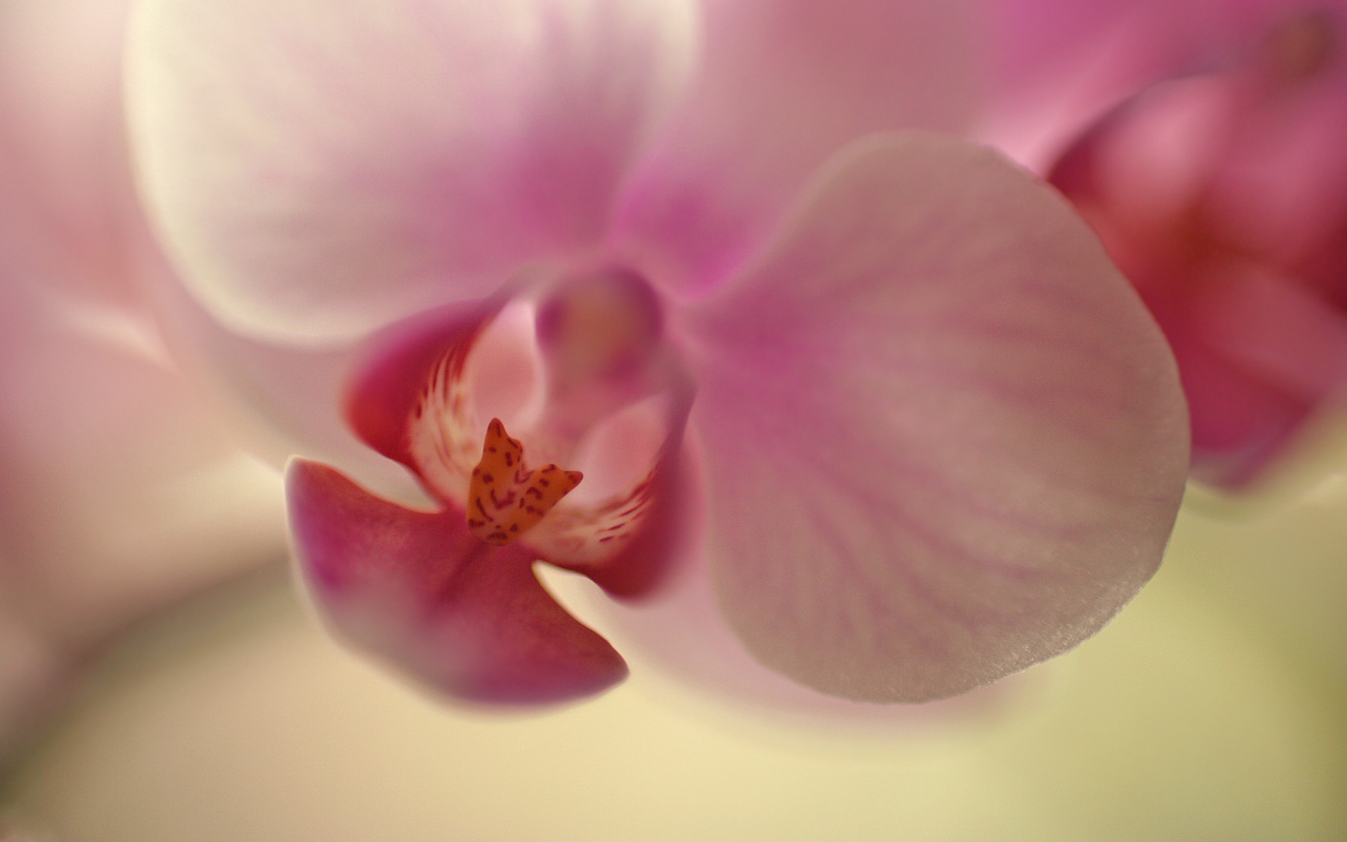 Orchid Wallpaper Winexperience