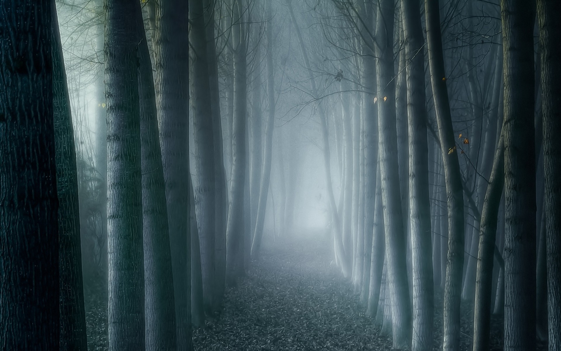 Nature Dark Forest Spooky Trees Woods Full HD Desktop Wallpaper