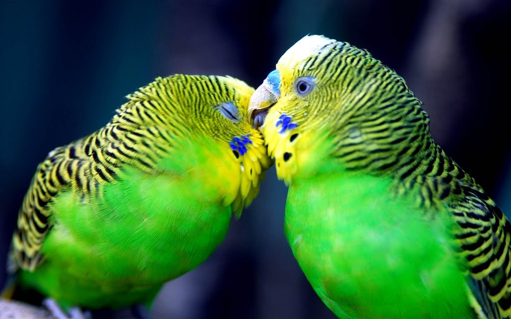 Wallpaper Colorful Kissing Birds Background For Mobile Phone And