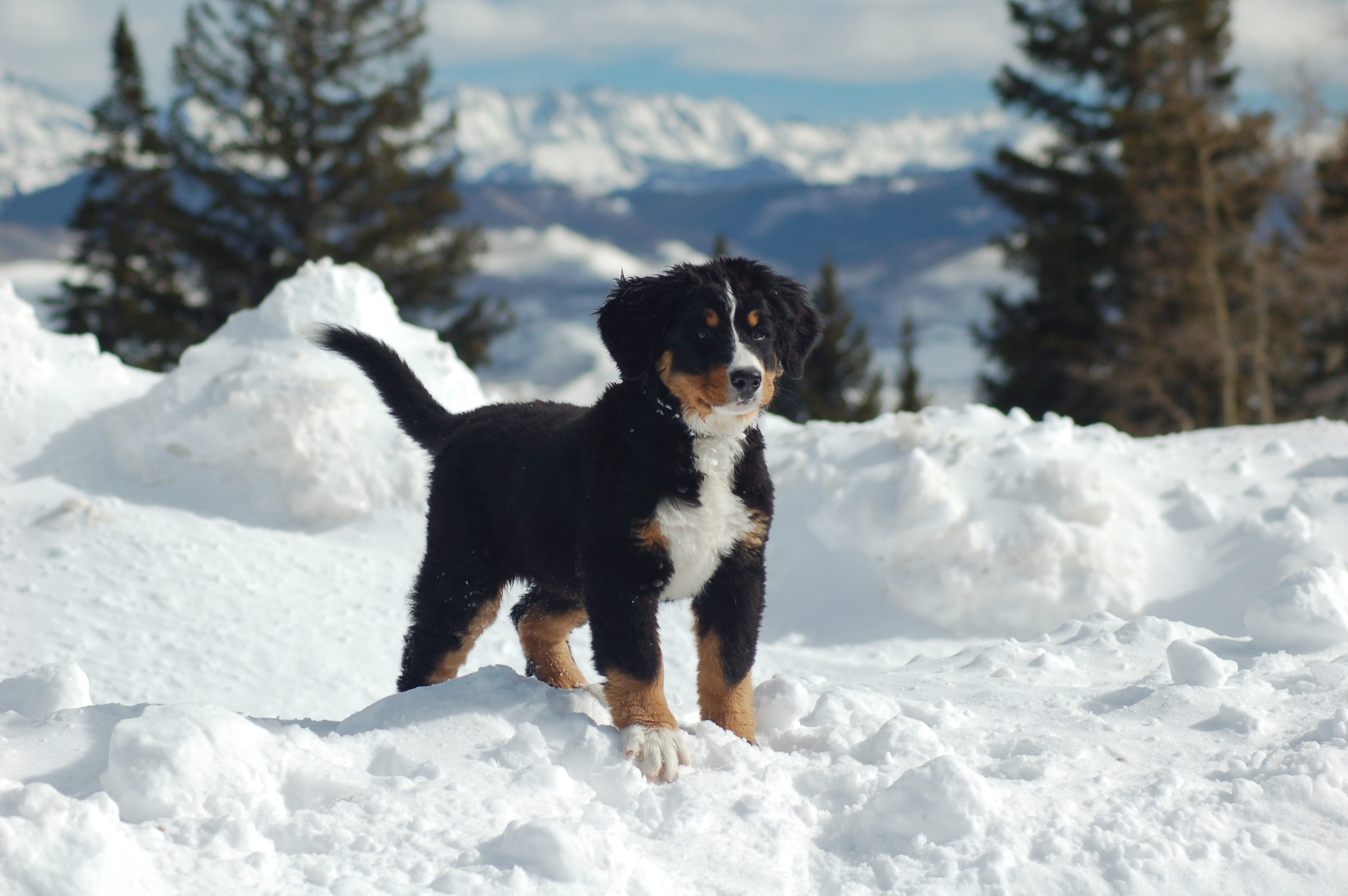 Mountain Dog Puppy In The Snow Wallpaper And Image