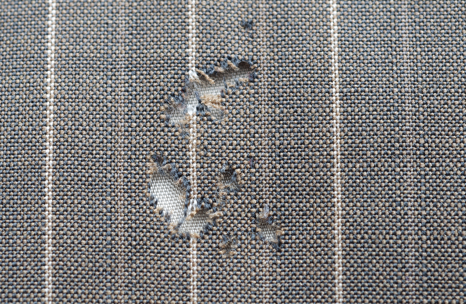 Preventing Damage From Clothes Moths And Carpet Beetles Wallpaper