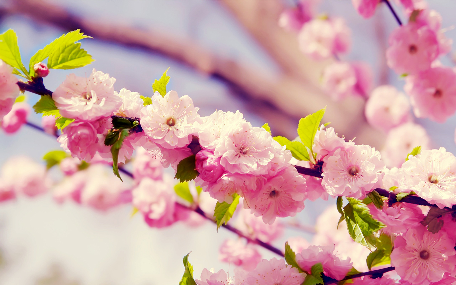 Cherry Blossoms Sakura HD Wallpaper Image To