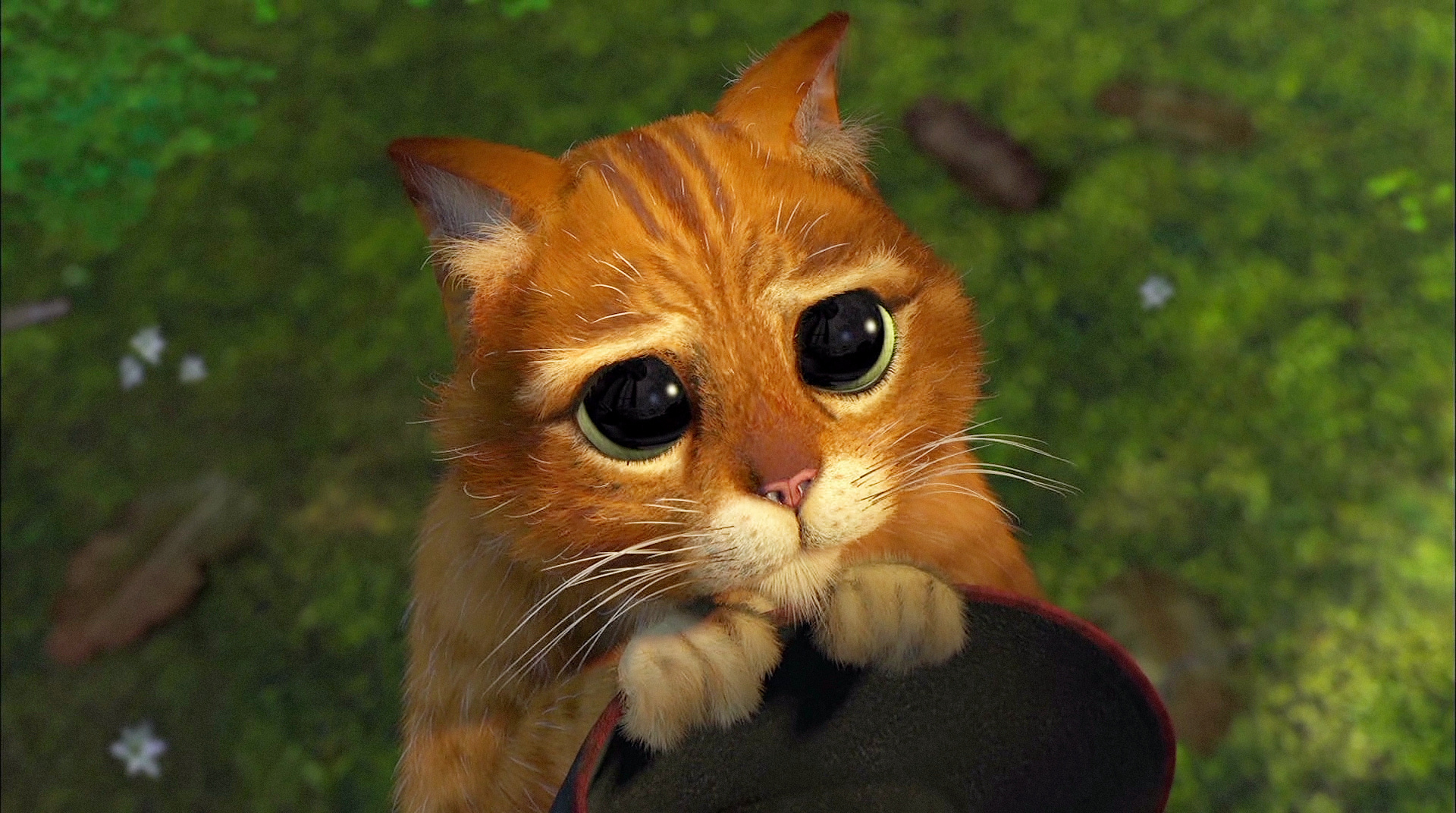 Shrek HD Wallpaper And