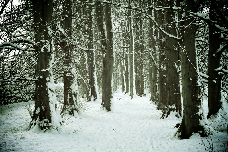 Winter Woods Trees Wallpaper Quoteko