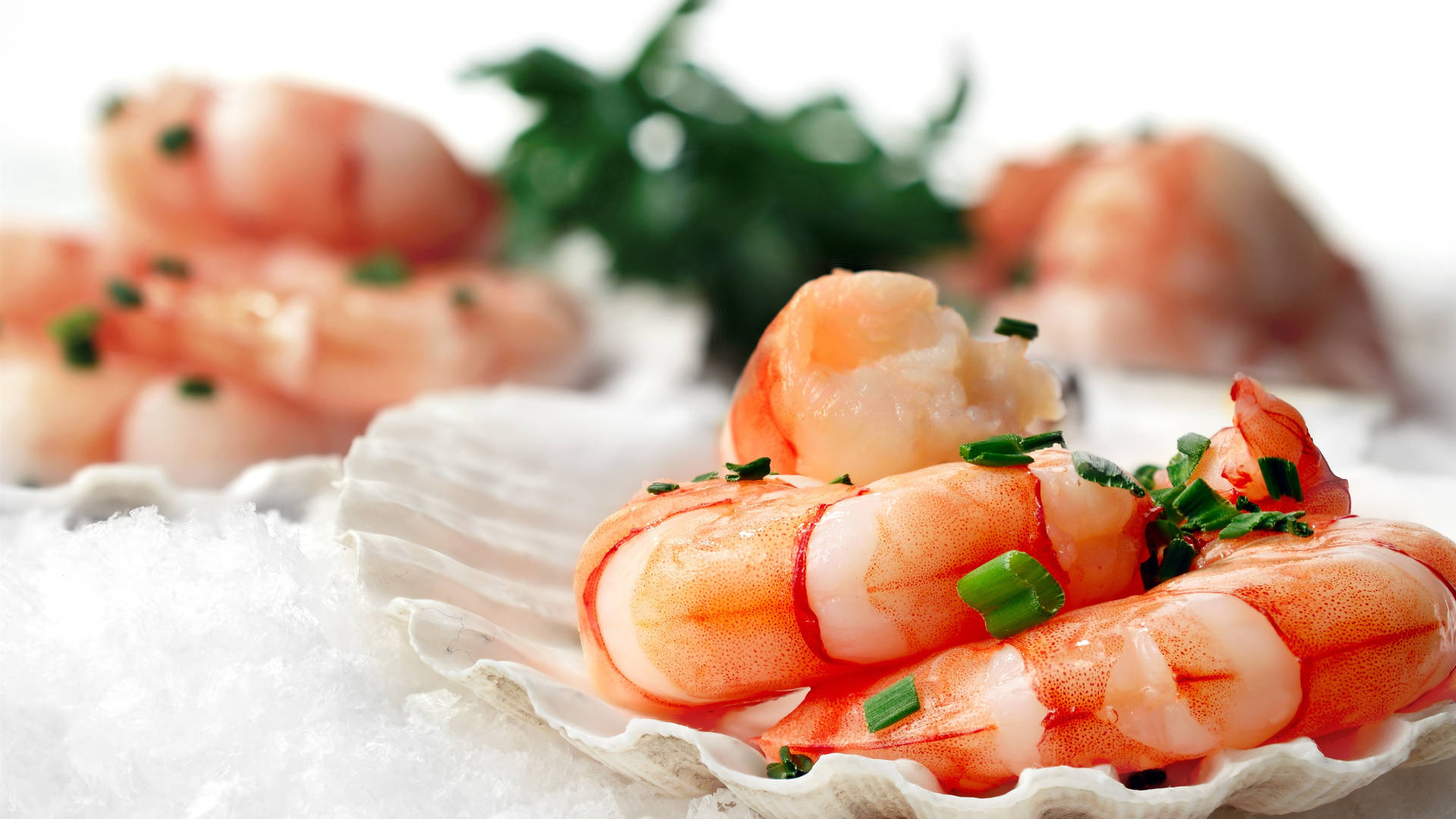 Top Seafood Wallpaper Full HD 4k To Use
