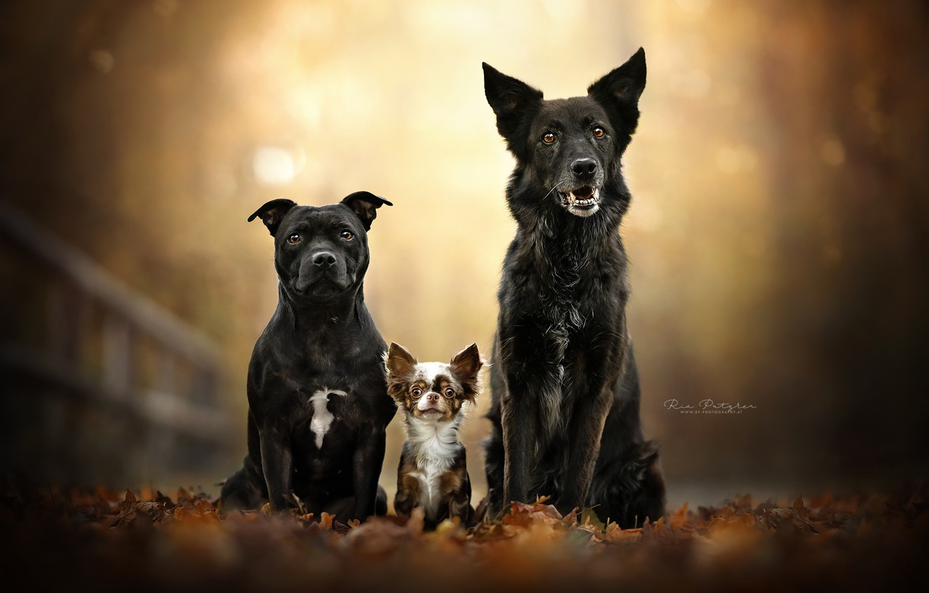 Wallpaper Autumn Dogs Leaves Foliage Portrait Trio Friends
