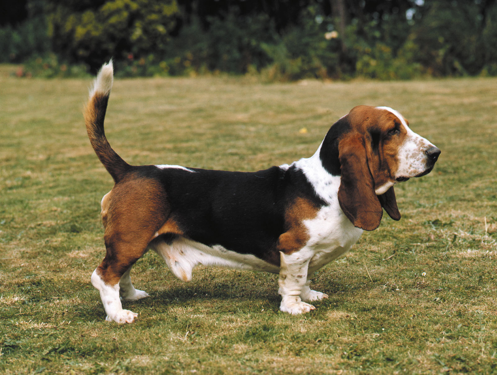 Adult Basset Hound On A Walk Wallpaper And Image