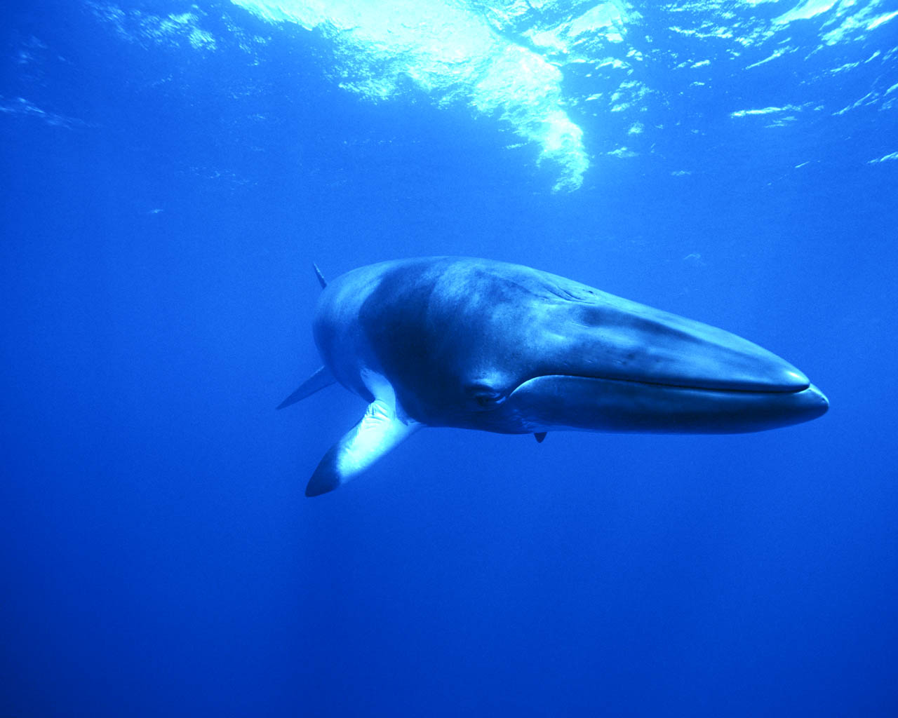 Famous Subtypes Such As Blue Whale Beluga And Others