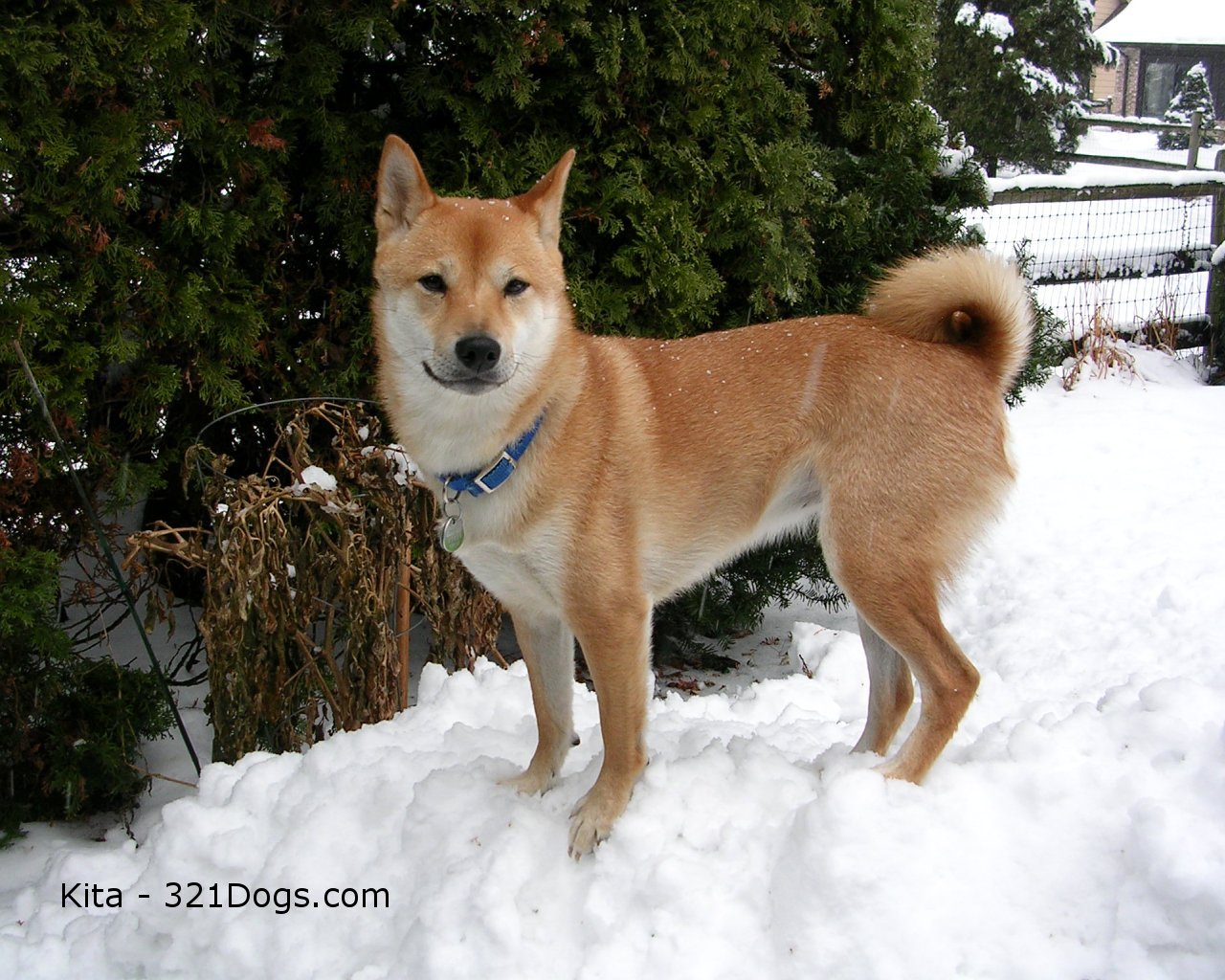 Shiba Inu Wallpaper Pictures Breed Information