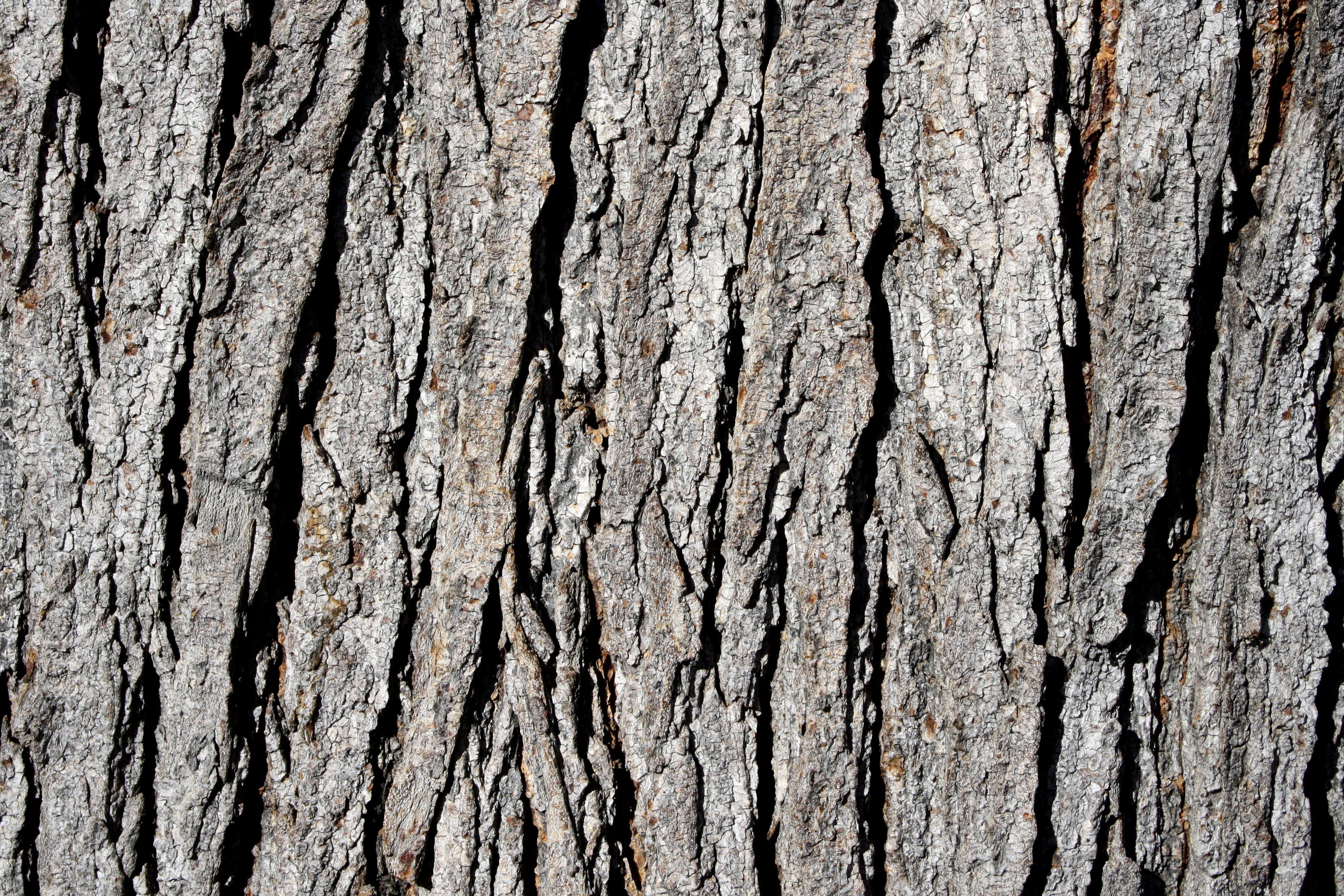Tree Bark Texture High Resolution Photo Dimensions