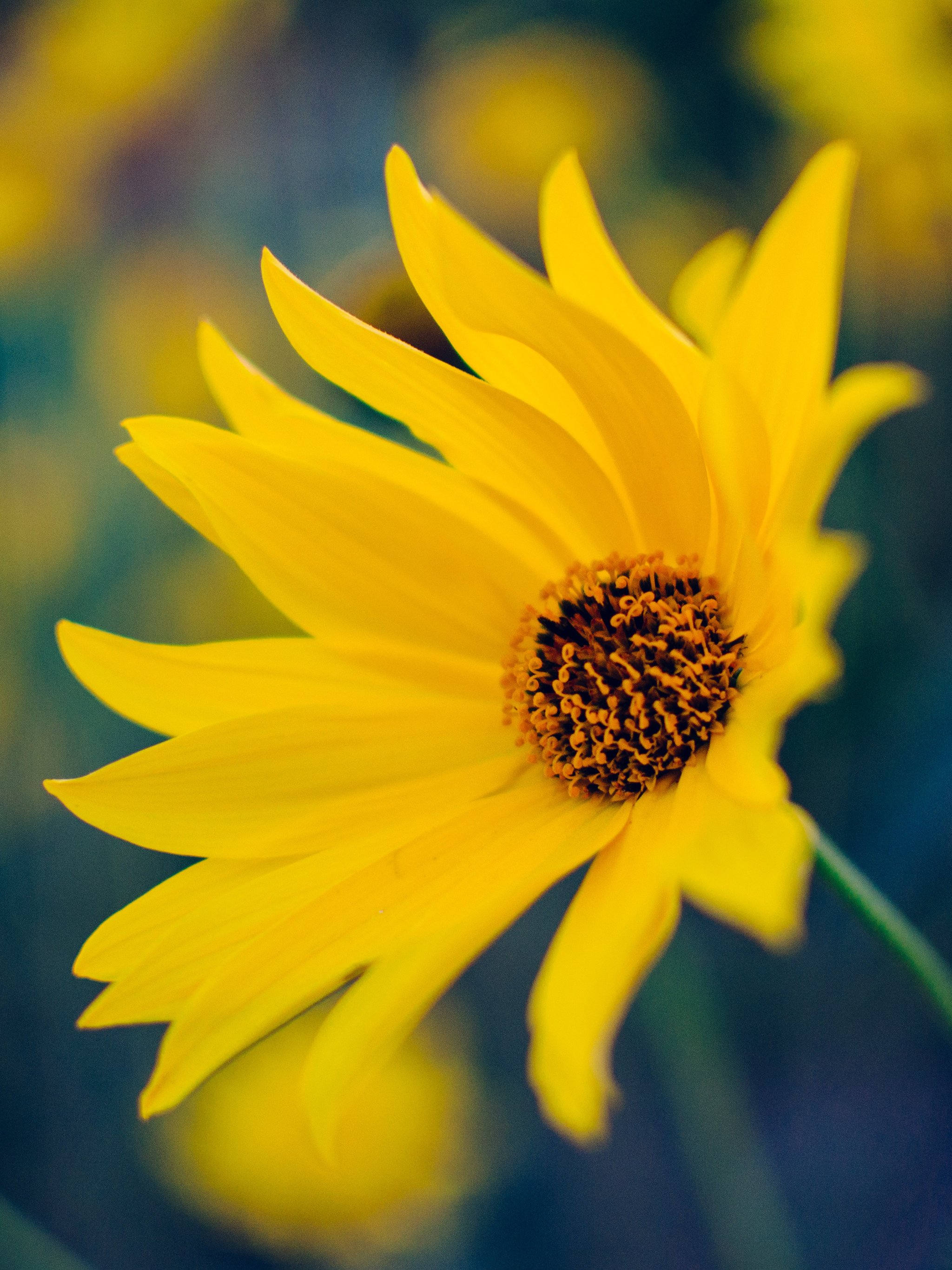 Flower Wallpaper Image For Android