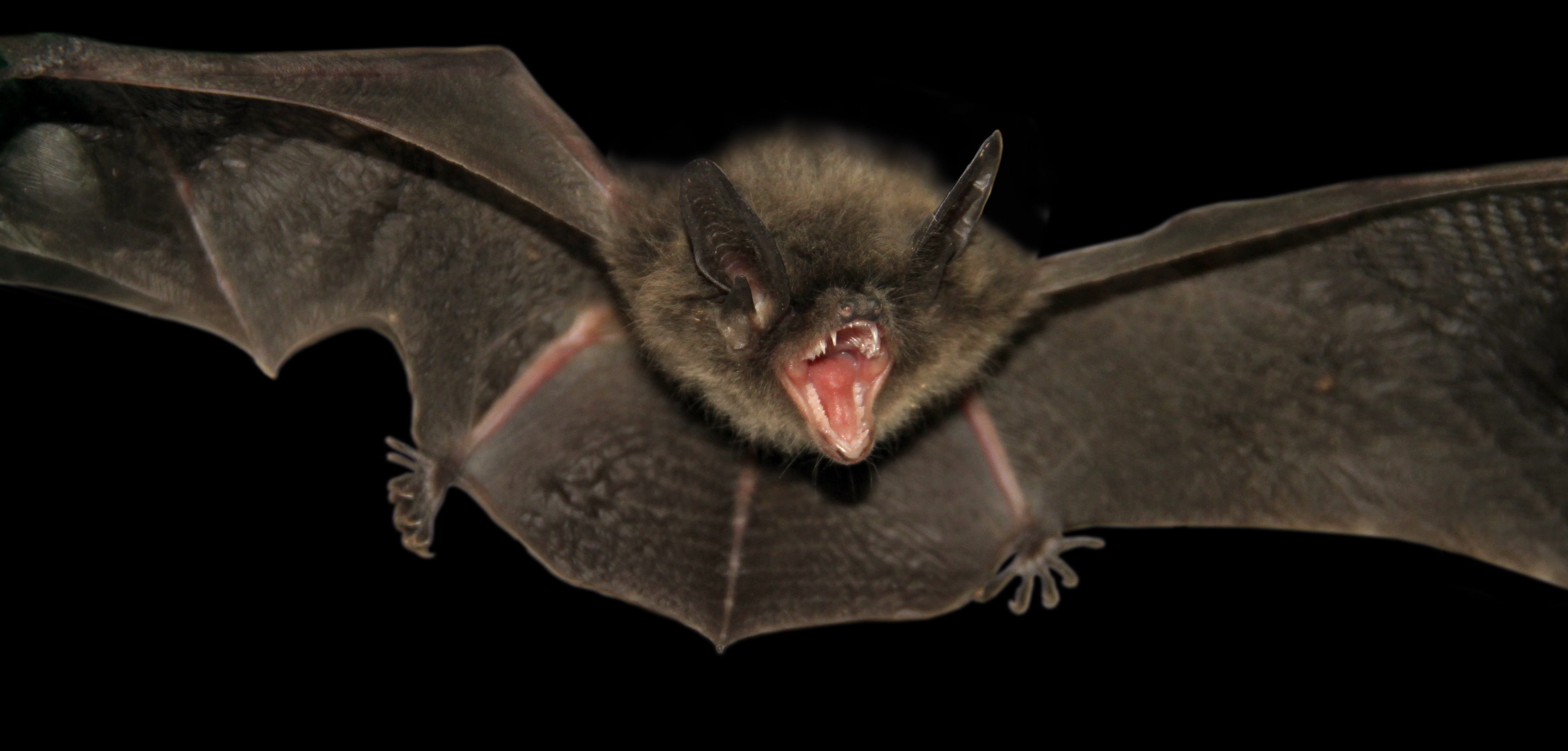 Coders Explore The Collection Birds Bats Bat