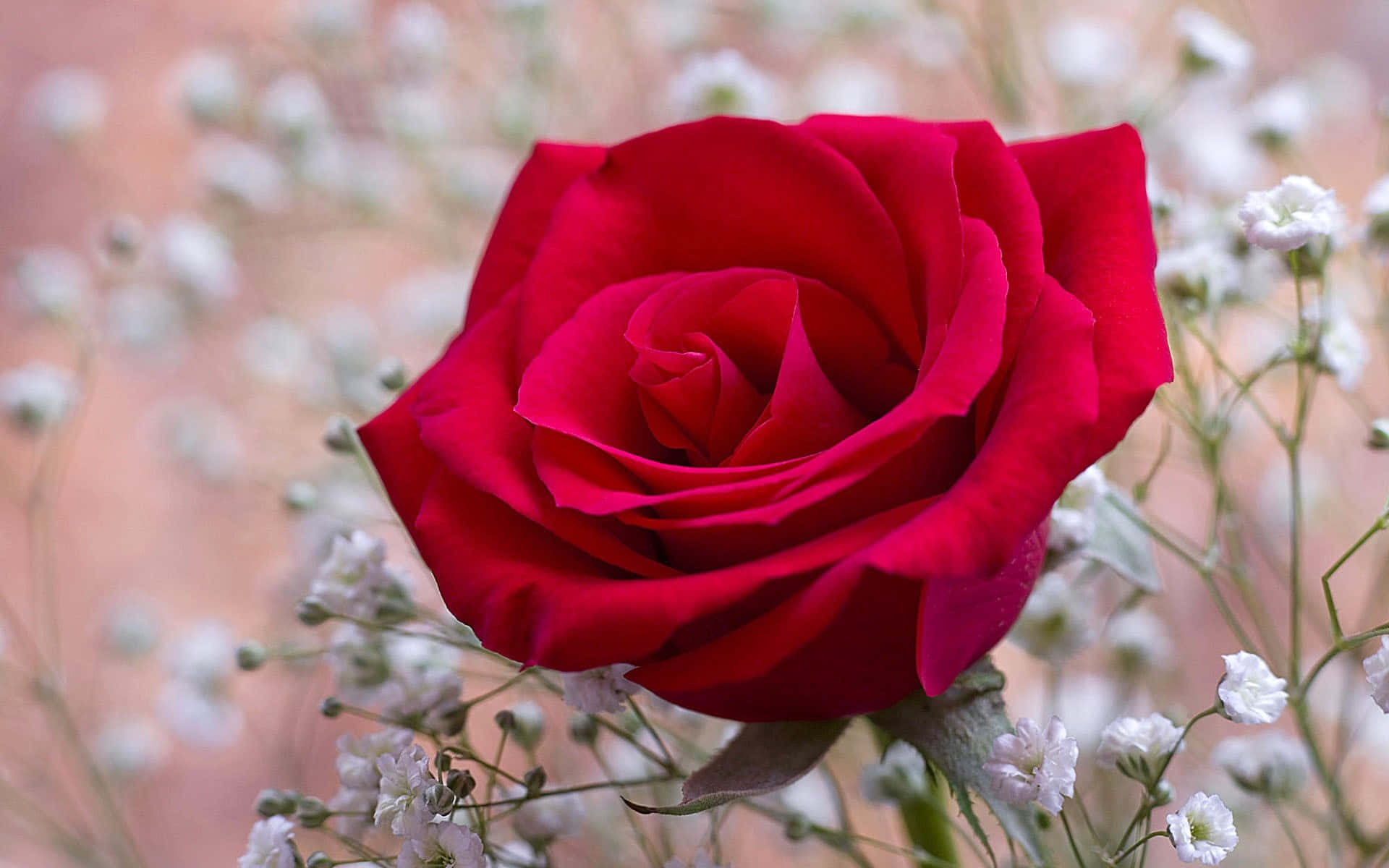 Cute Rose Wallpaper